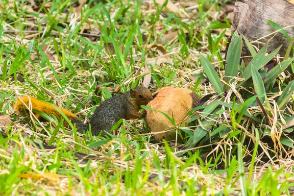 Das Eichhörnchen mit Kokosnuss auf dem Gras — Stockfoto