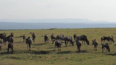 Antilop antilop sürüsü savannas bir Afrika koru içinde çalışır..