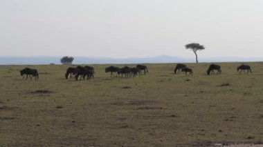 Antilop antilop sürüsü savannas bir Afrika koru içinde çalışır..