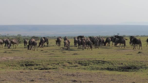 Eine Herde Gnus-Antilopen betreibt Savannen in einem afrikanischen Reservat. — Stockvideo