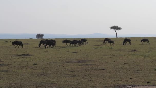 Una mandria di antilopi gnu gestisce savane in una riserva africana . — Video Stock