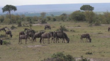 Vahşi antilop sürüsü bir Afrika rezerv savannah otlatma.