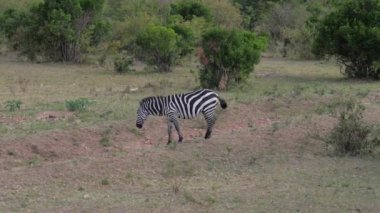 Yalnız zebra yakın çekim Afrika savana ağaçlarına bırakır.