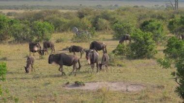 Antilop sürüsü Afrika rezerv çalıların sıyrılmak.
