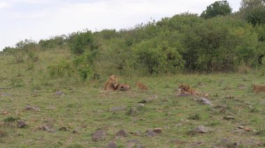 Dinlenme ve Afrika savana oyun aslan gurur.