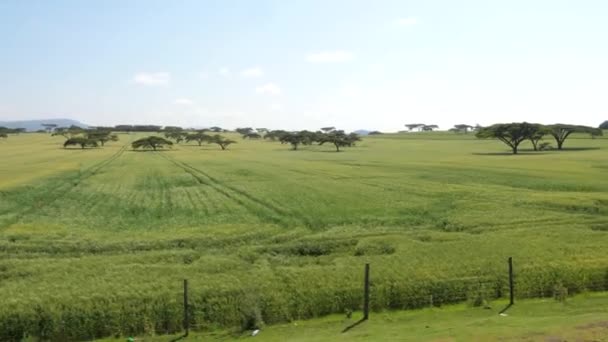 Una vista desde un coche conduciendo cerca de un campo con trigo y acacia . — Vídeo de stock