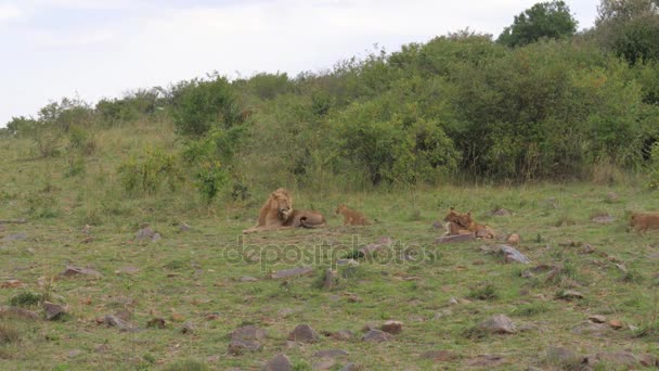 Un orgoglio di leoni che riposano e giocano nella Savana africana . — Video Stock