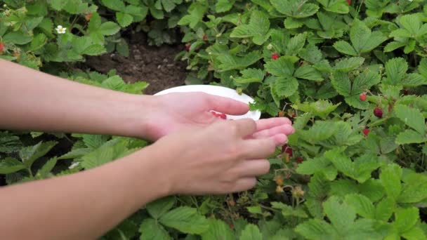 Dámské ruce velké plánem shromažďovat zralé jahody od křoví. — Stock video