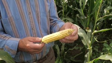 Eller üzerinde Mısır döndürme, olgunlaşma kontrol bir çiftçinin closeup.