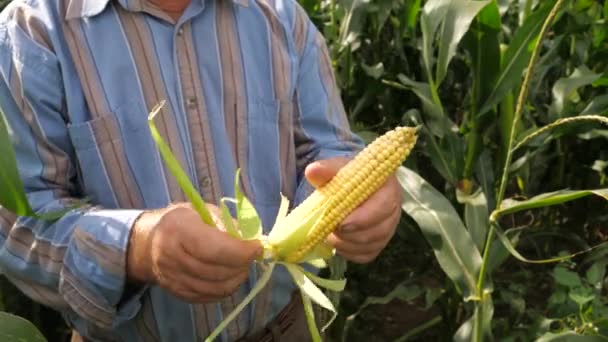 As mãos de um agricultor idoso descascam a espiga de milho das folhas, no campo . — Vídeo de Stock