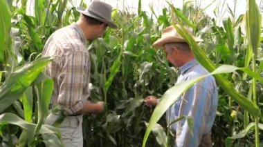 Cob denetleme olgunluk ve durum için Mısır alanında iki çiftçi üretmek