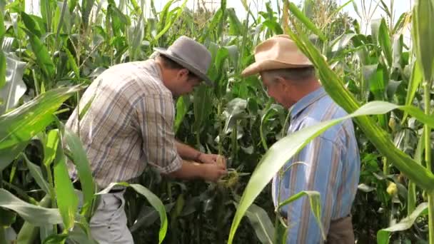 Два фермера работают на кукурузном поле, попробуйте кукурузу на вкус и зрелость — стоковое видео