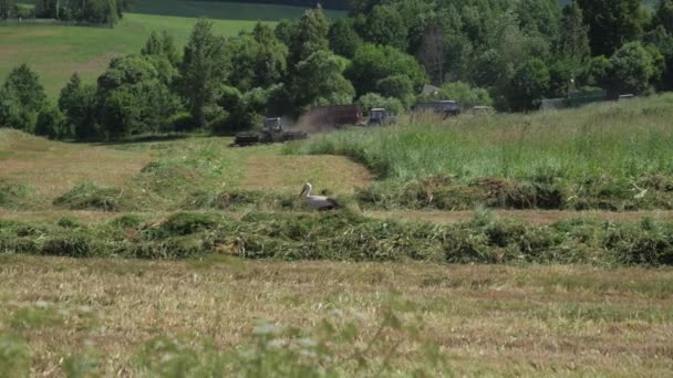 Região de Mogilev, Bielorrússia - 24 de junho de 2017: Uma cegonha atravessa o campo cortado — Vídeo de Stock