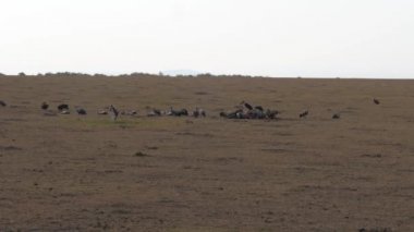 Ölü hayvan leşi yiyen akbabalar grup