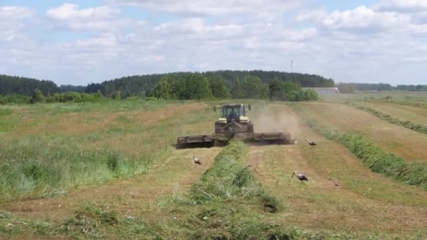 Mogilev Region, Bělorusko - 24. června 2017: Traktor seče trávy, čápi létají — Stock video