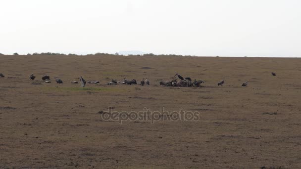 Group of Vultures Eating Dead Animal Carcass — Stock Video