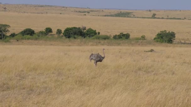 Struisvogel wandelen door de Afrikaanse savanne — Stockvideo