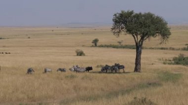Afrika savana akasya ağacı gölgelerde gizlemek zebralar sürüsü