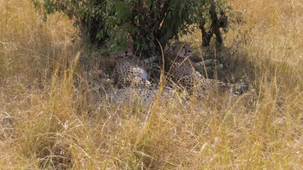 Rodina 3 gepardi schovává ve stínu Bush před spalujícím sluncem