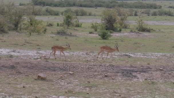 Grupo Thompson Gazelle corriendo en la sabana africana, cámara lenta . — Vídeos de Stock