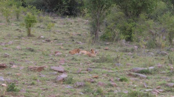 Drei Löwenbabys haben Spaß beim Spielen auf dem Rasen — Stockvideo