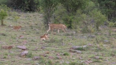 Dişi aslan aslan yavrusunu çalıştıran tuvalete gider