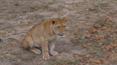 Kameraya bakarak ve sonra çekip gittin aslan yavrusu closeup.