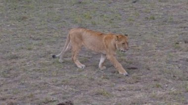 Büyük planın genç aslan Savannah gider ve parti düzenli olarak görünüyor