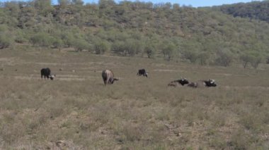 Buffalo Savannah Hill yakınındaki bir alanda otlayan bir grup