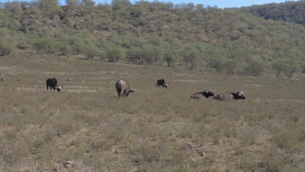 Een groep van Buffalo grazen In een veld in de buurt van Savannah Hill — Stockvideo