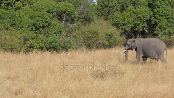 Der große Plan, der riesige afrikanische Elefant geht auf Savanne rechts links — Stockvideo