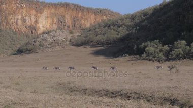 Afrika zebralar sürüsü birbirlerine dağlar bir arka plan üzerinde takip