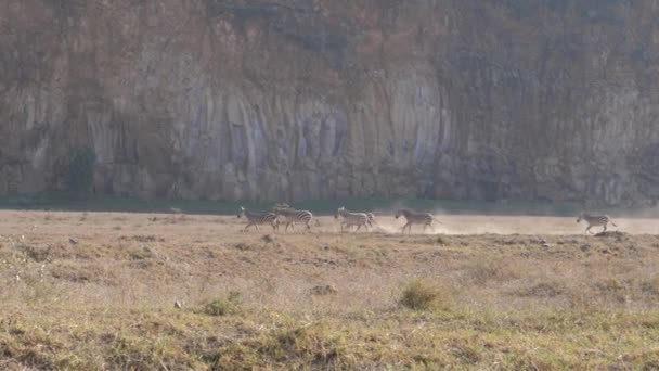 Un grupo de cebras corriendo a lo largo de la tierra polvorienta, y luego va a paso . — Vídeos de Stock