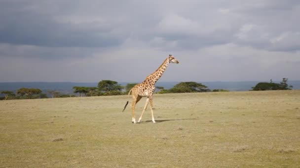 Zsiráf megy a mezőn, a Szavanna az afrikai megőrzése