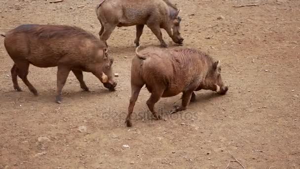 Närbild av tre afrikanska vårtsvin nosa i marken på jakt efter mat — Stockvideo