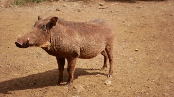 Nahaufnahme Porträt eines afrikanischen Warzenschweins, der in die Kamera blickt und nickt — Stockvideo