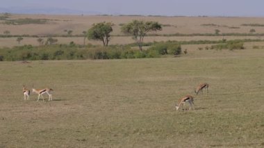Bir grup içinde Afrika savana otlatma Thomsons ceylan.