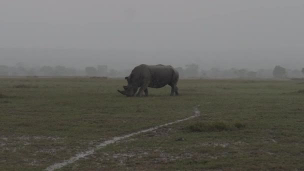 土砂降りの雨の下でアフリカのサバンナの分野で放牧サイ — ストック動画