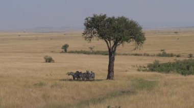 Afrika savana akasya ağacı gölgelerde gizlemek zebralar sürüsü