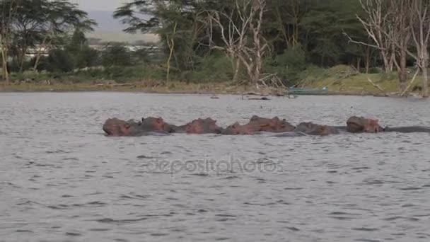 Eine Herde afrikanischer Flusspferde, die im See ruht und schläft — Stockvideo