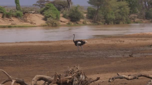 Avestruz camina en la orilla del río en la reserva de la sabana africana — Vídeo de stock