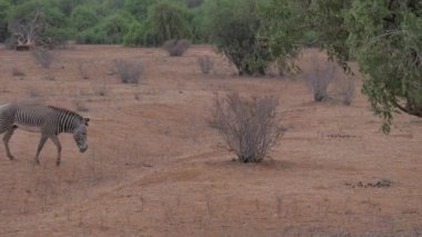 Grevys A üzerinde yürüme Zebra ıssız ve Afrika savana, Samburu rezerv Kuru