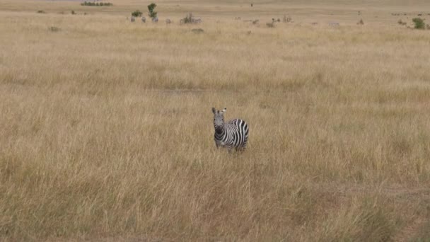 Lonely Zebra asiente con la cabeza, pastando en la hierba seca alta de la sabana africana — Vídeo de stock