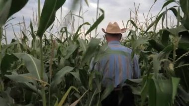 Kovboy şapkalı yaşlı çiftçi mısır alanda, görünümü geri gider.