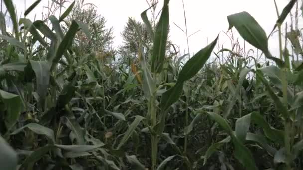 Poruszanie się po polu kukurydzy — Wideo stockowe