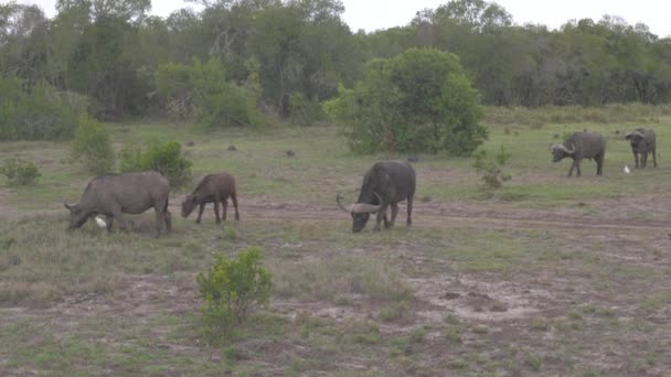 Una manada de búfalos paseando en un campo cerca de los arbustos de la Reserva Africana — Vídeo de stock