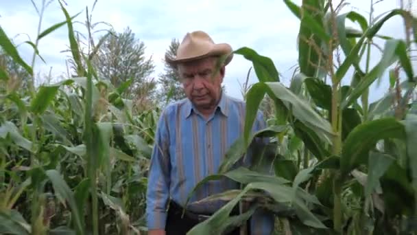 Granjero de edad avanzada en un sombrero de vaquero va a través del campo de maíz, Vista frontal — Vídeo de stock