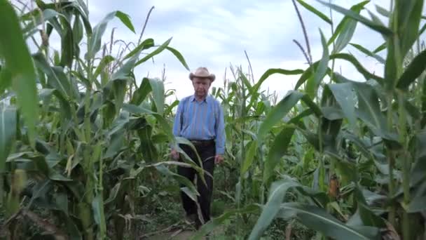 Agricultor idoso em um chapéu de vaqueiro atravessa o campo de milho, vista frontal — Vídeo de Stock