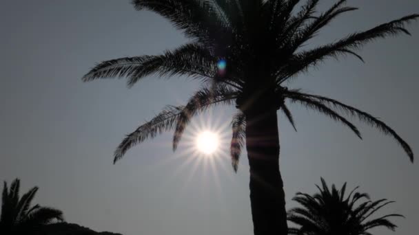 Silueta de palmeras en un fondo del sol con rayos — Vídeos de Stock