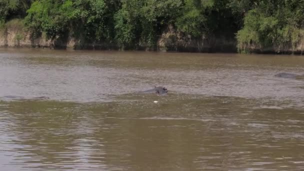 Un branco di ippopotami riposa sdraiato nell'acqua del fiume Mara 4K — Video Stock